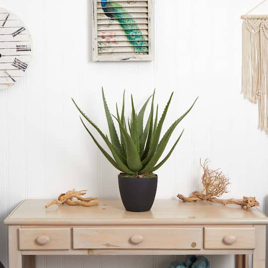 2ft. Potted Aloe Plant